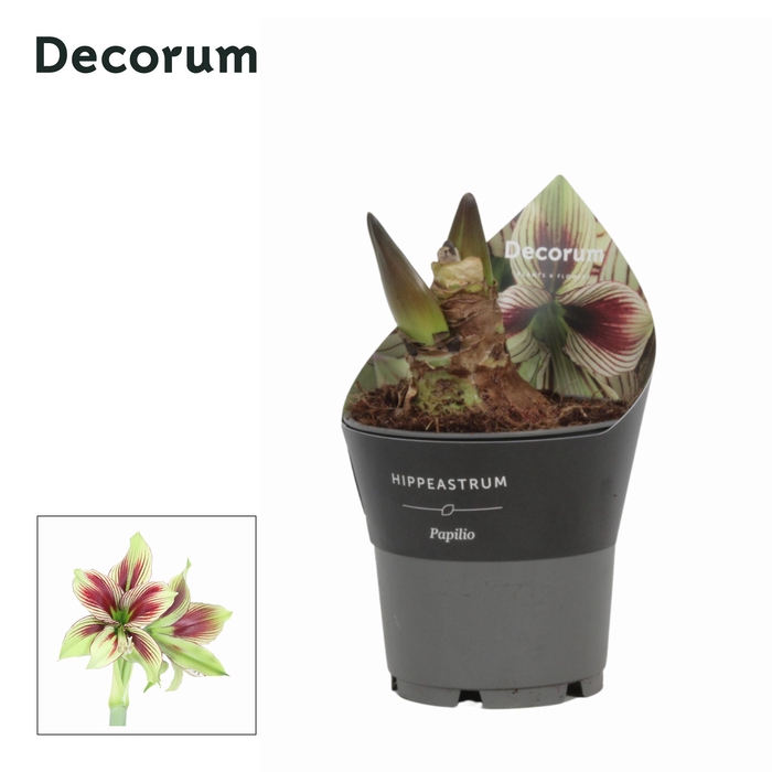 <h4>Amaryllis Papilio in Potkraag (Decorum)</h4>