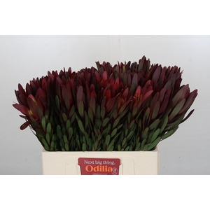 Leucadendron Saf Sunset Dark Red