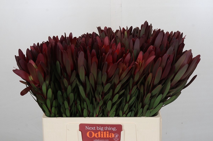 <h4>Leucadendron Saf Sunset Dark Red</h4>