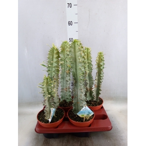 Euphorbia abyssinica