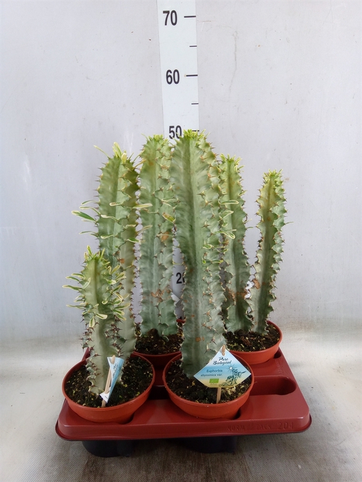 <h4>Euphorbia abyssinica</h4>