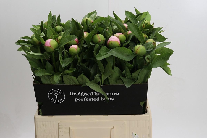 <h4>Paeonia Soft Salmon Saucer</h4>