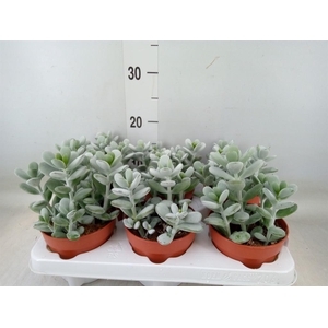 Cotyledon  'Coral'