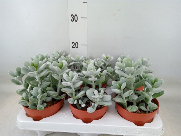 <h4>Cotyledon  'Coral'</h4>