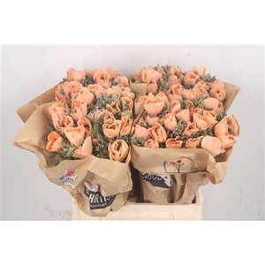 Anemone Powder Orange