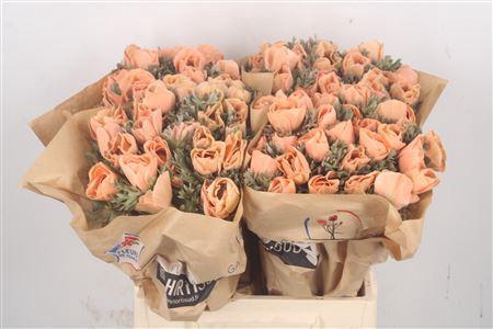 <h4>Anemone Powder Orange</h4>