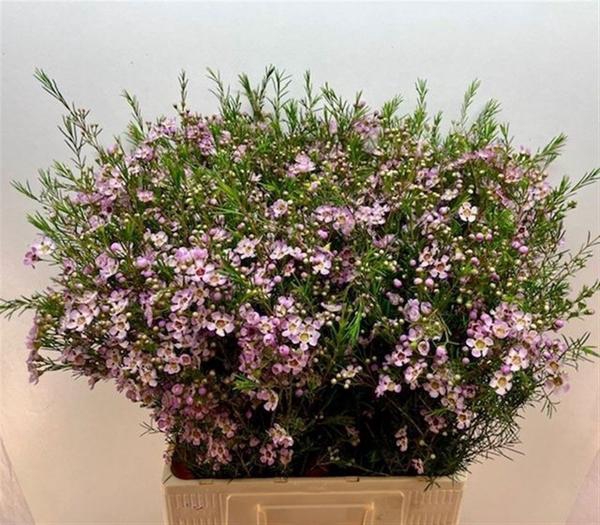 <h4>CHAME UN EARLY NIR</h4>