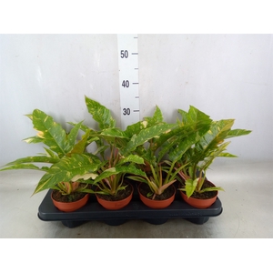 Philodendron  'Ring of Fire'