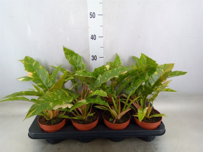 <h4>Philodendron  'Ring of Fire'</h4>