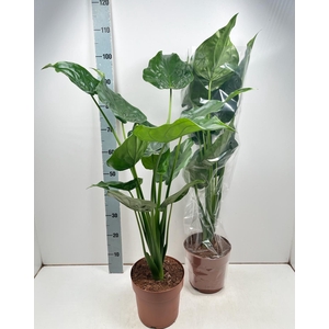 Alocasia cucullata