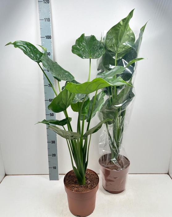 <h4>Alocasia cucullata</h4>