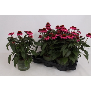 ECHINA SOMBRERO ROSE