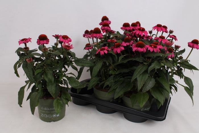 <h4>ECHINA SOMBRERO ROSE</h4>
