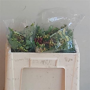 Viburnum Op Compactum