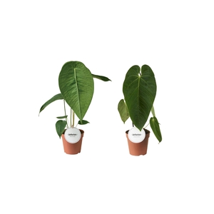 Anthurium Mix Hoog