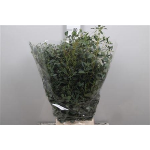Euc Gunnii Per Bunch 300 Gram