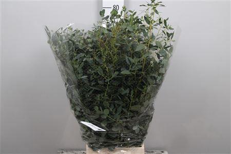 <h4>Euc Gunnii Per Bunch 300 Gram</h4>