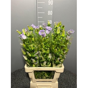 Campanula Lavander