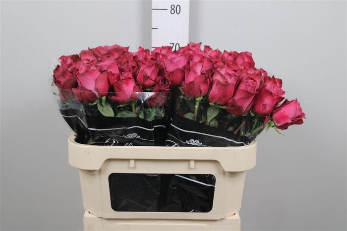 <h4>R Gr Inevitable</h4>