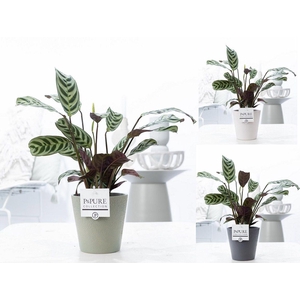 Ctenanthe Burle Marxii in P&PURE Ruby ceramics ass. 3