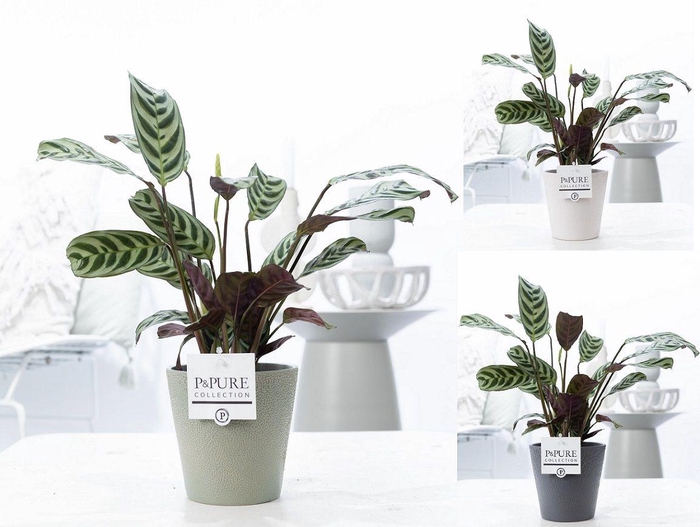 <h4>Ctenanthe Burle Marxii in P&PURE Ruby ceramics ass. 3</h4>