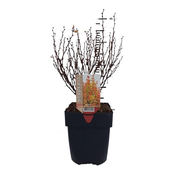 <h4>Berberis thunbergii 'Yellow Tower®'</h4>