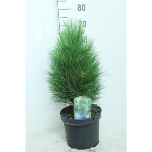 Pinus nigra 'Green Tower' P24 potgedrukt
