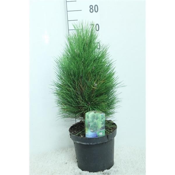 <h4>Pinus nigra 'Green Tower' P24 potgedrukt</h4>