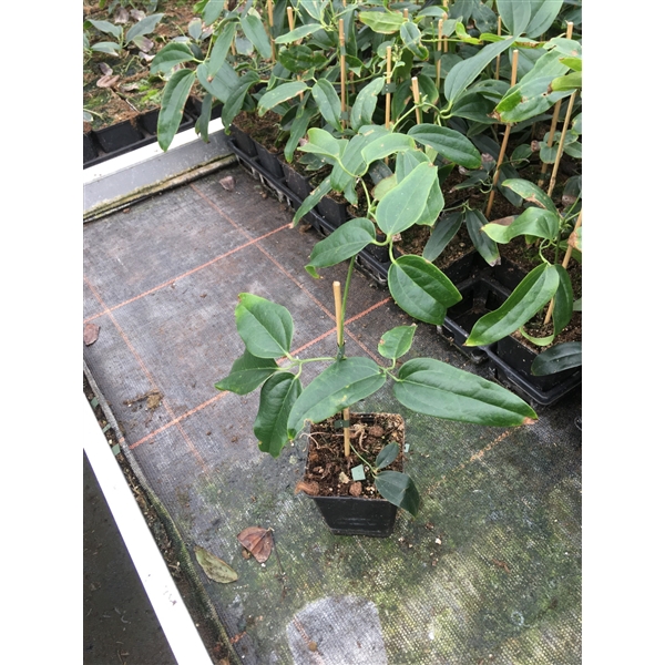 <h4>Clematis armandii MIX P9 Full CC</h4>