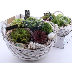 ARR SEMPERVIVUM