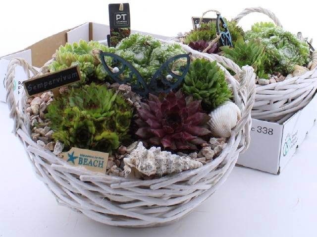 <h4>ARR SEMPERVIVUM</h4>