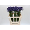 Agapanthus Uri