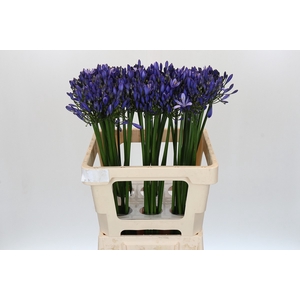 Agapanthus Uri