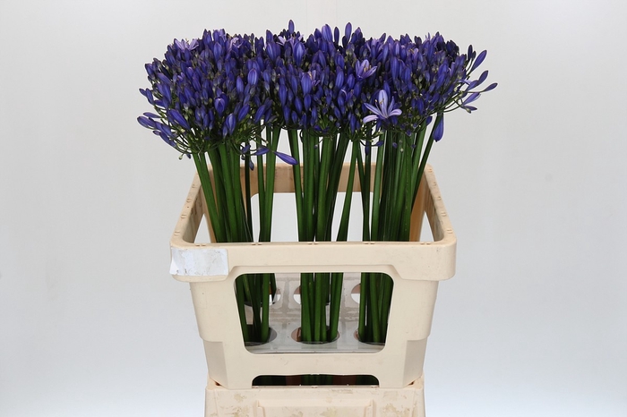 Agapanthus Uri
