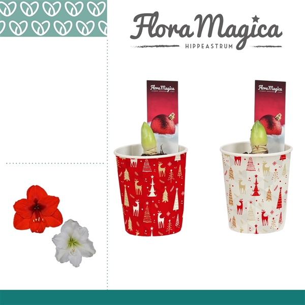 <h4>Amaryllis Mix 2 knop in kerstbeker KERST</h4>