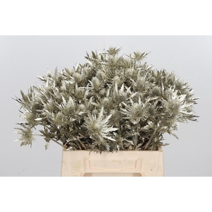 Eryn Orion Kl Bh Platina