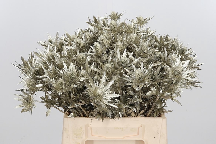 <h4>Eryn Orion Kl Bh Platina</h4>