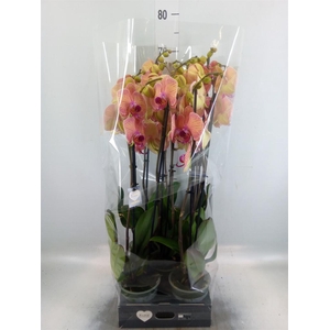 Phalaenopsis  'Golden Leopard'