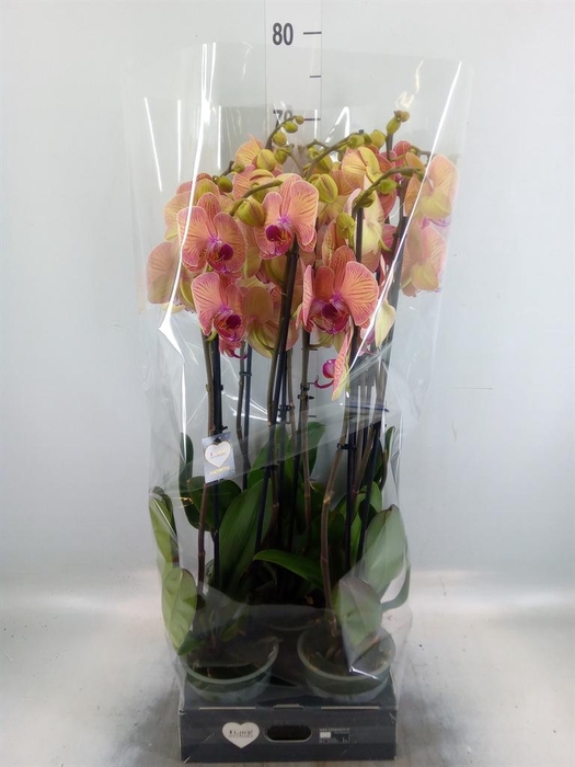 <h4>Phalaenopsis 'Golden Leopard'</h4>