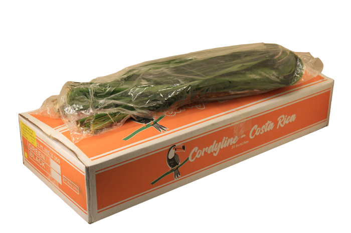 <h4>CORDELINE GREEN TIE 80 CM TUKAN VACUUM</h4>