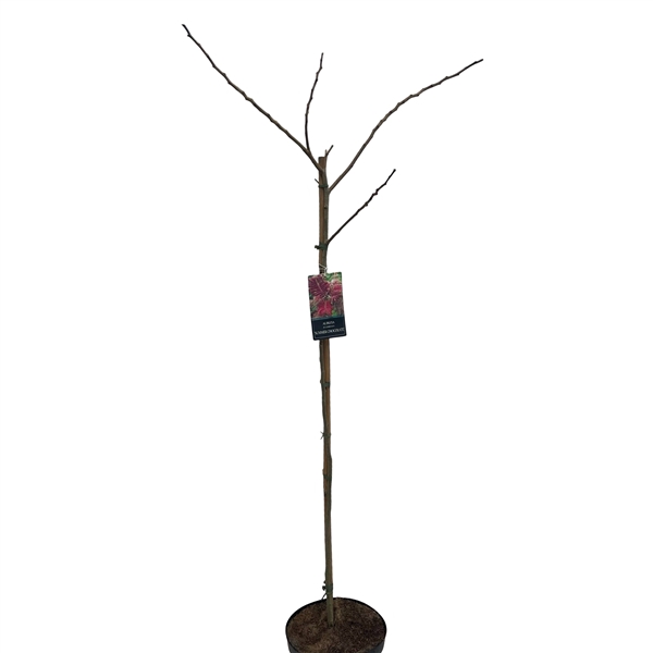 <h4>Albizia 'Summer Chocolate' Stam 120 cm</h4>