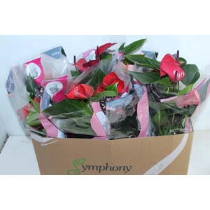 ANTHURIUM VARIADO P15