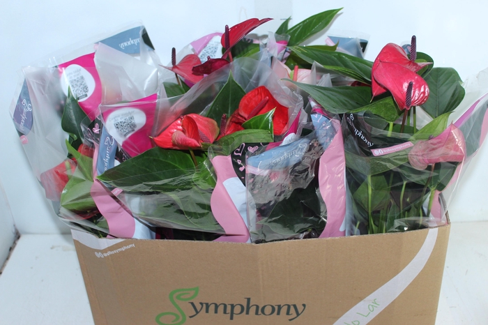 <h4>ANTHURIUM VARIADO P15</h4>