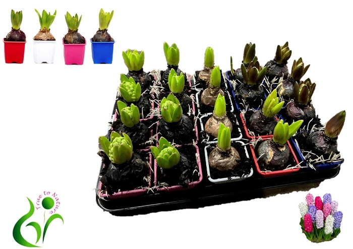 <h4>HYACIN GEM 4 KL</h4>