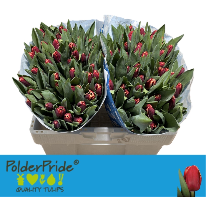 <h4>TU EN ARMANI</h4>