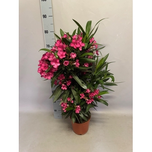 Nerium oleander Struik Pink