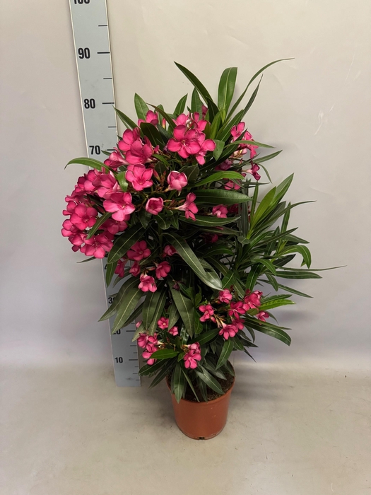 <h4>Nerium oleander Struik Pink</h4>