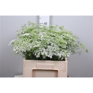 Ammi Majus