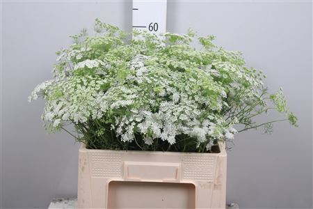 <h4>Ammi Majus</h4>
