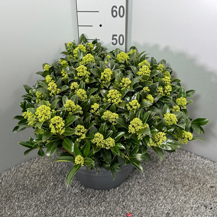 <h4>Skimmia japonica 'White Globe' Schaal XL</h4>